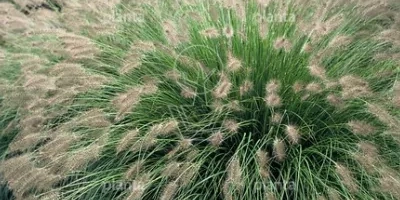 Pennisetum 'Hameln'