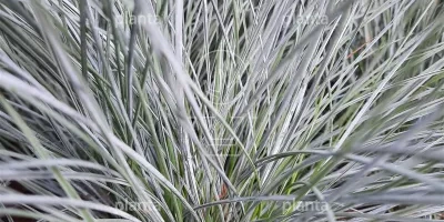 Planta