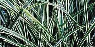 Planta