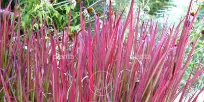 Imperata cylindrica