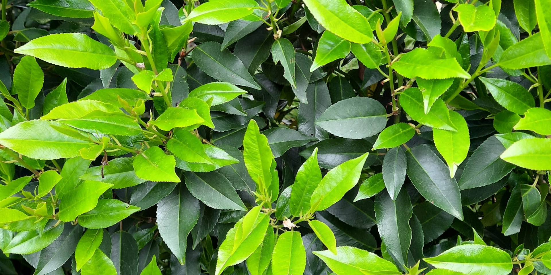 Prunus lusitanica Ã¢â‚¬ËœAngustifoliaÃ¢â‚¬â„¢ (Portugese laurier)