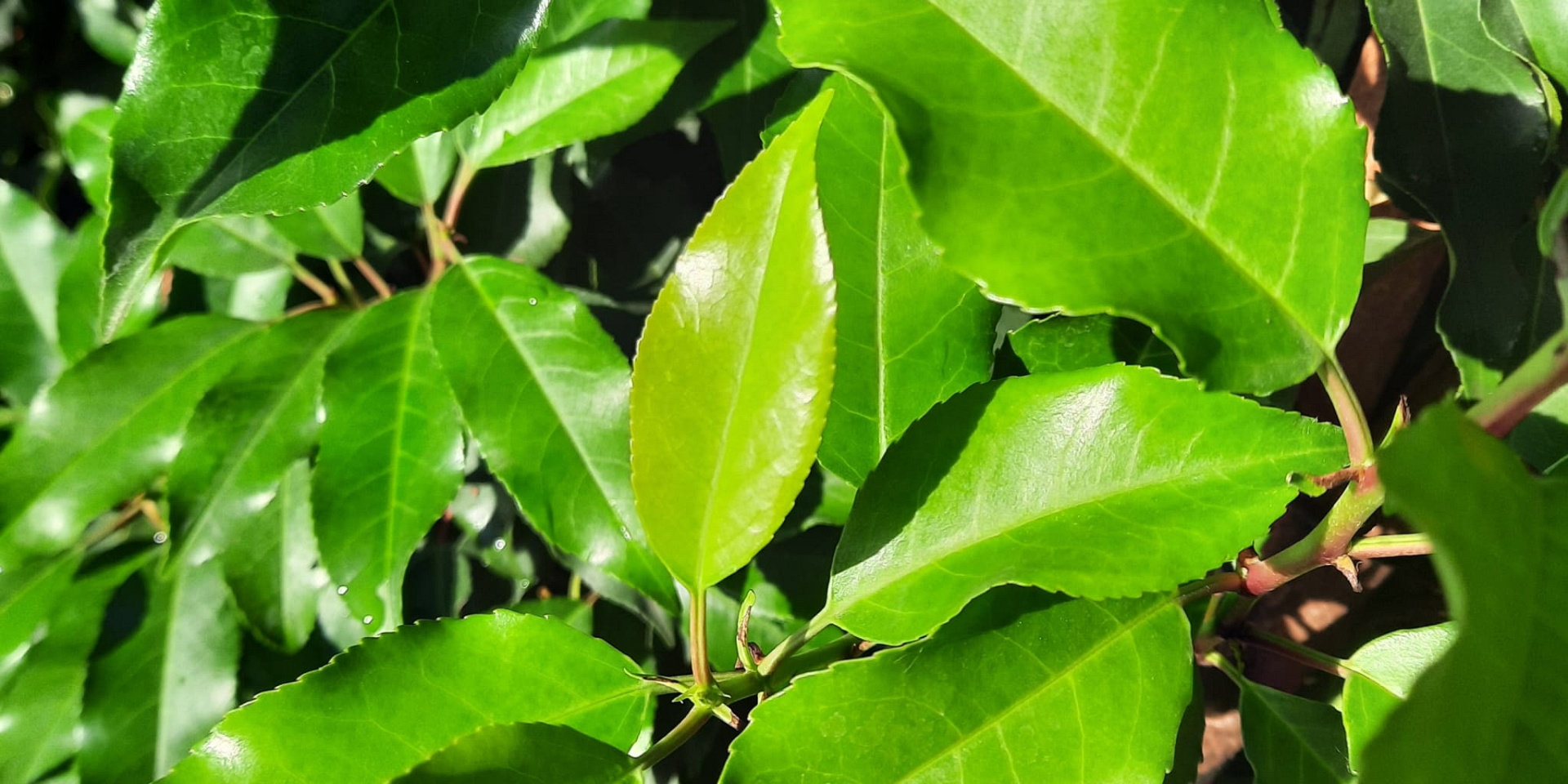  Prunus lusitanica 'Brenelia' (R)
