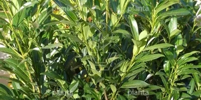Prunus laurocerasus 'Caucasica'