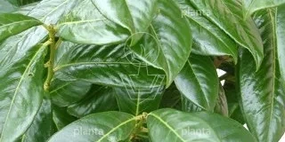 Prunus laurocerasus 'Novita'