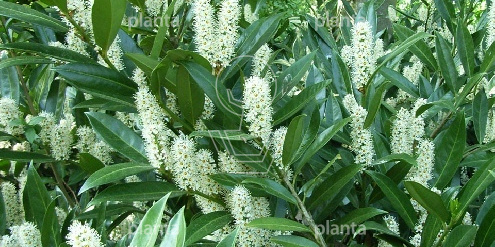  Prunus laurocerasus 'Otto Luyken'