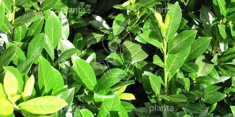  Prunus laurocerasus 'Mano'