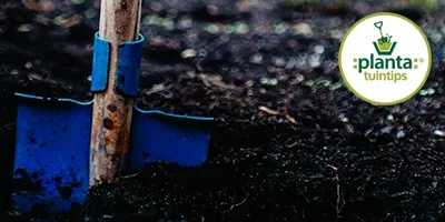 Aanplant van leibomen