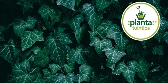 Planta