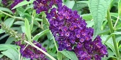 Buddleja davidii 'Black Knight'