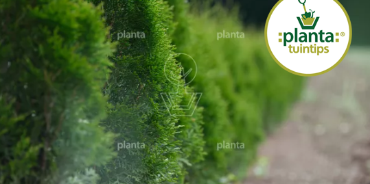 Planta