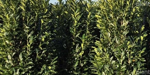  Prunus laurocerasus 'Elly'