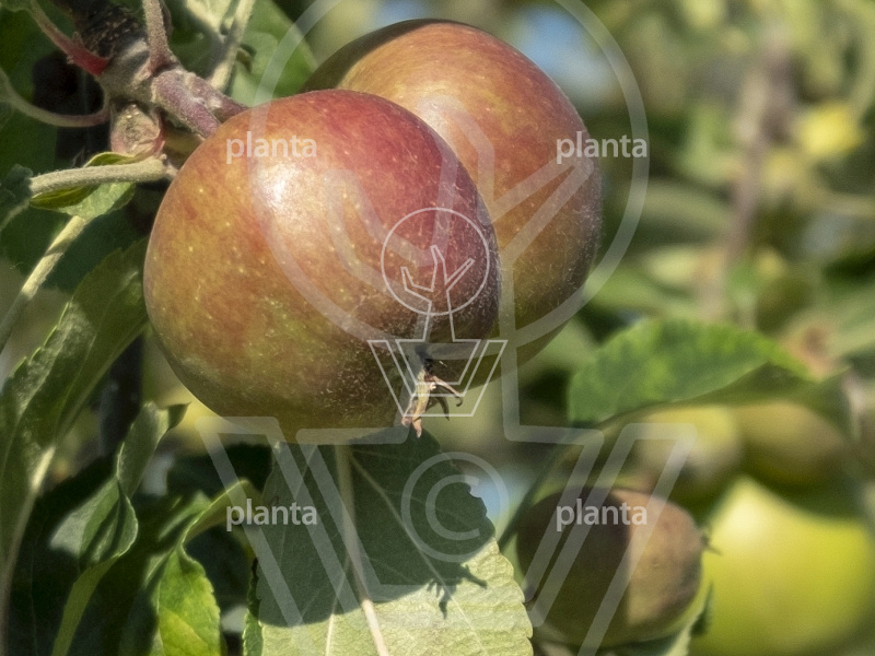Planta