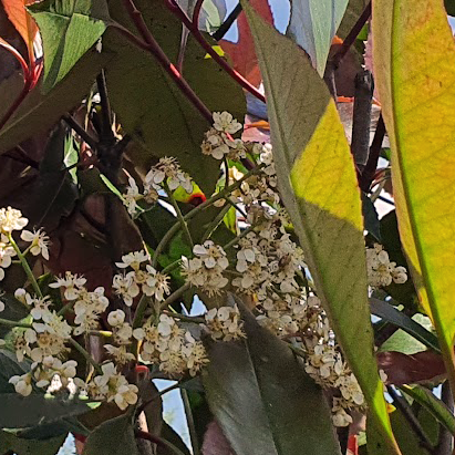 Bloemen van de Photinia