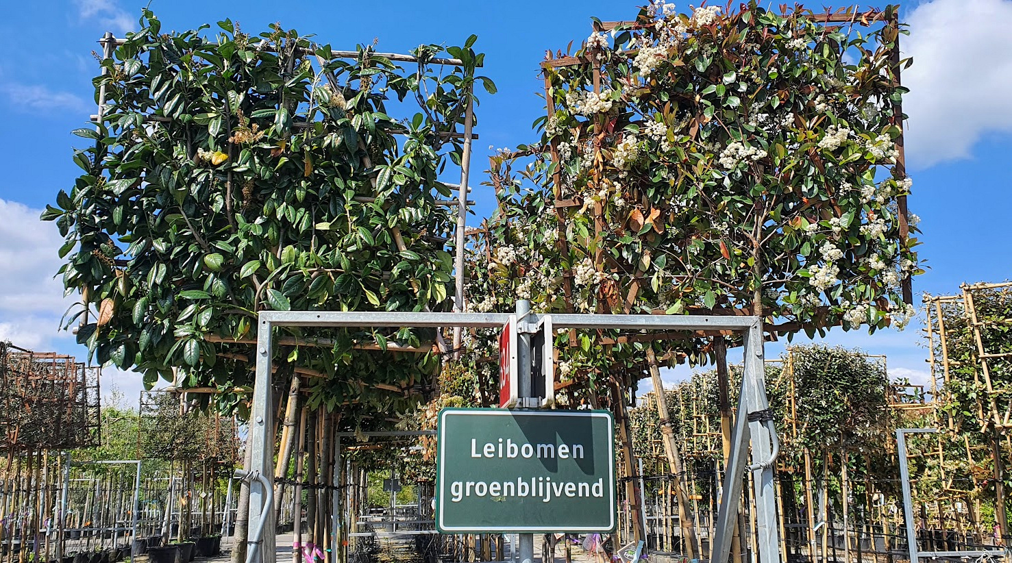 Groenblijvende Leibomen
