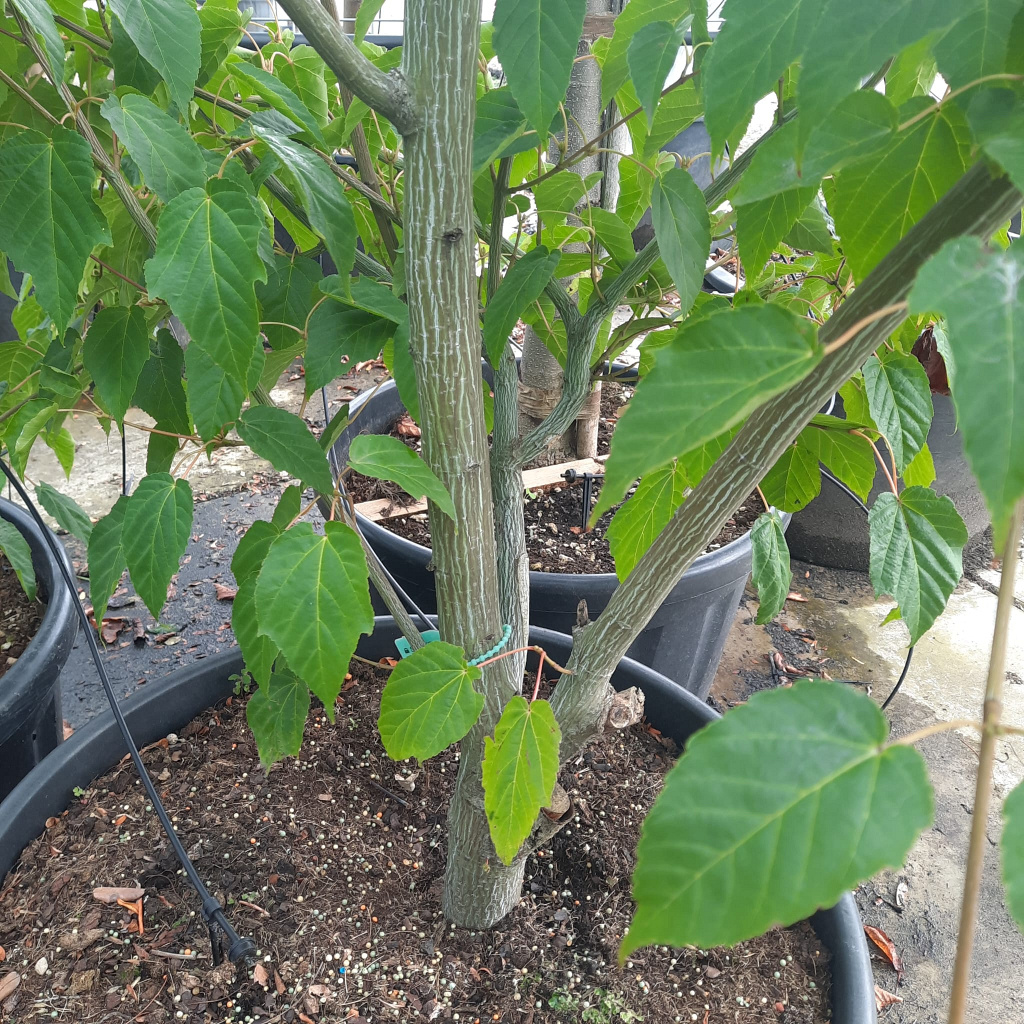 Planta