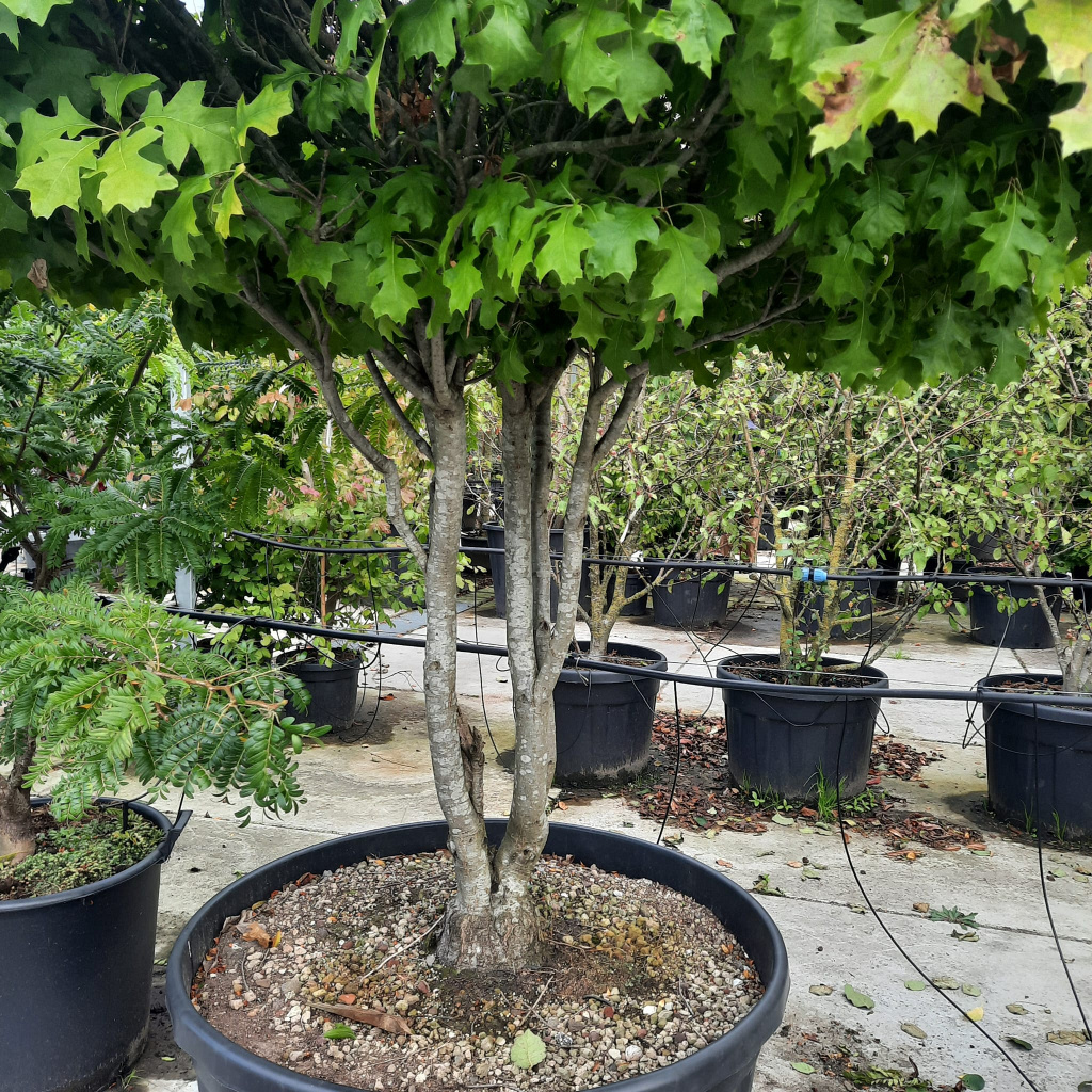 Planta