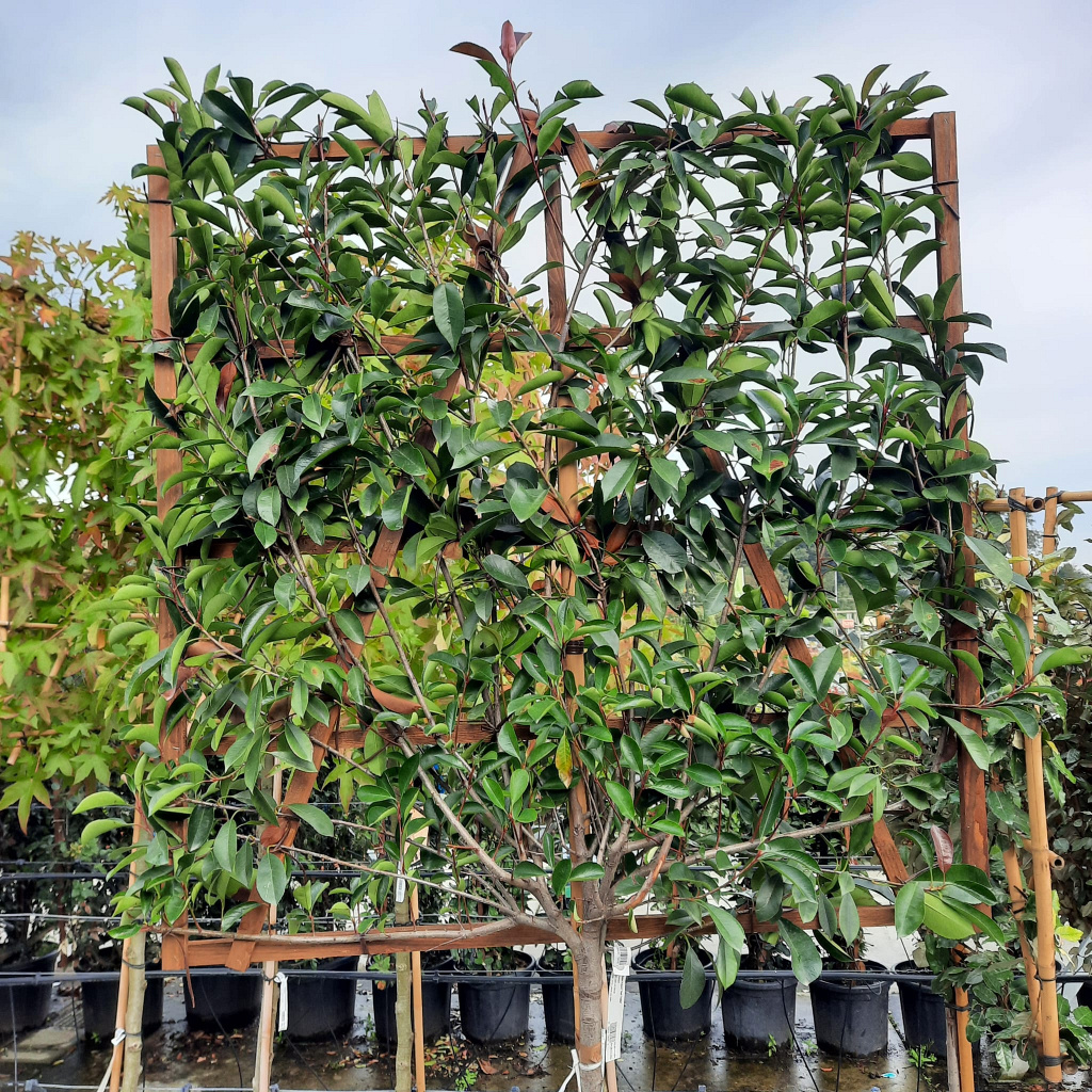 Planta