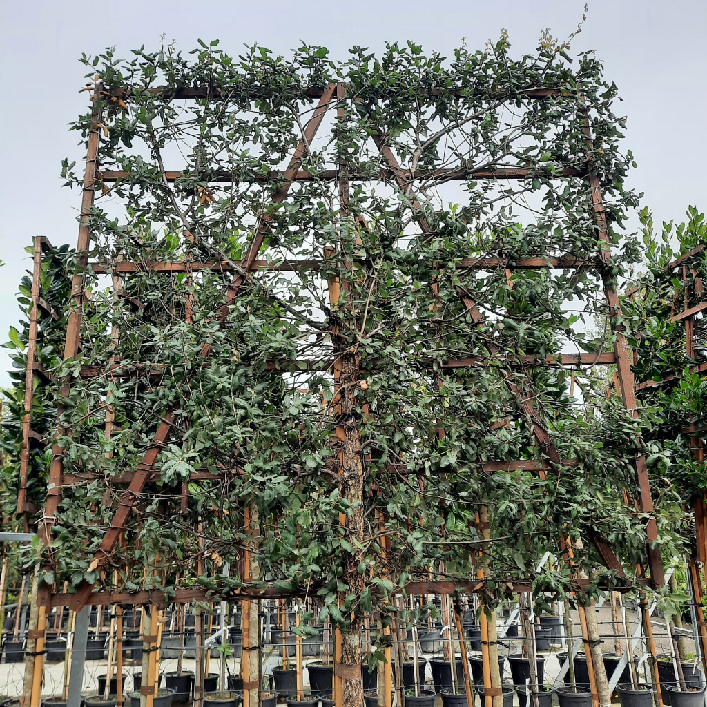Planta