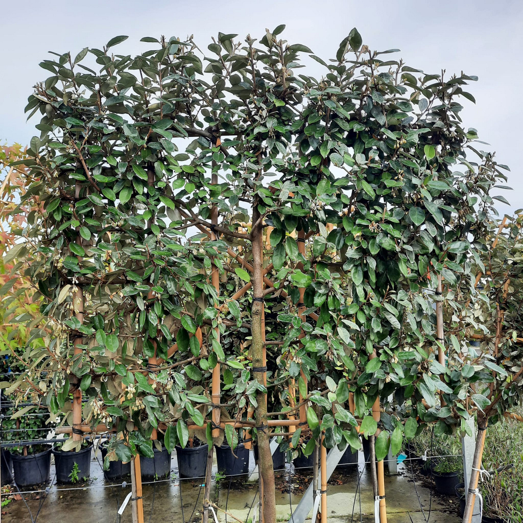 Planta