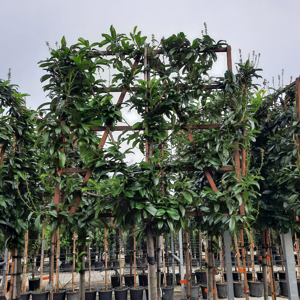 Planta