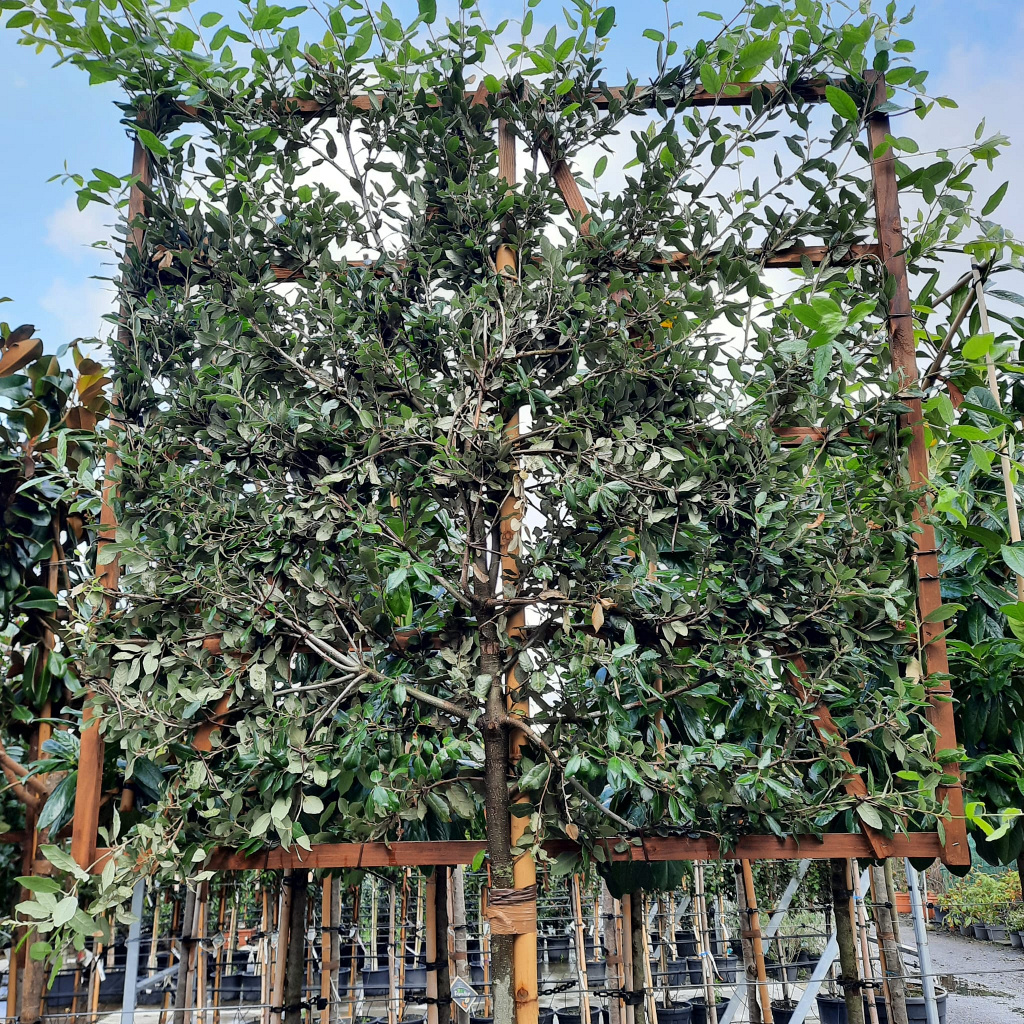 Planta