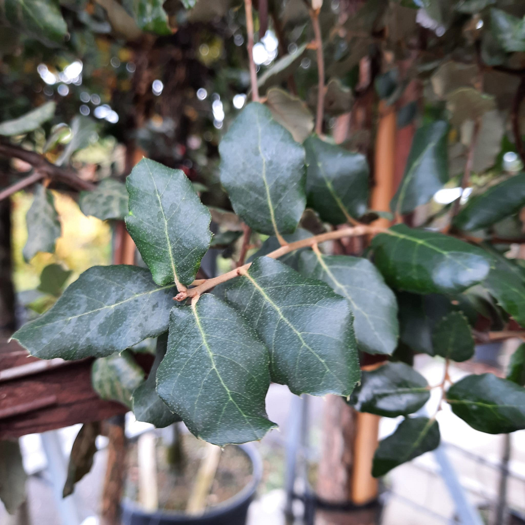 Planta