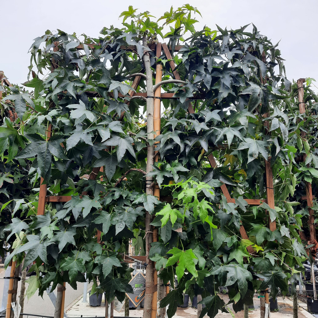 Planta