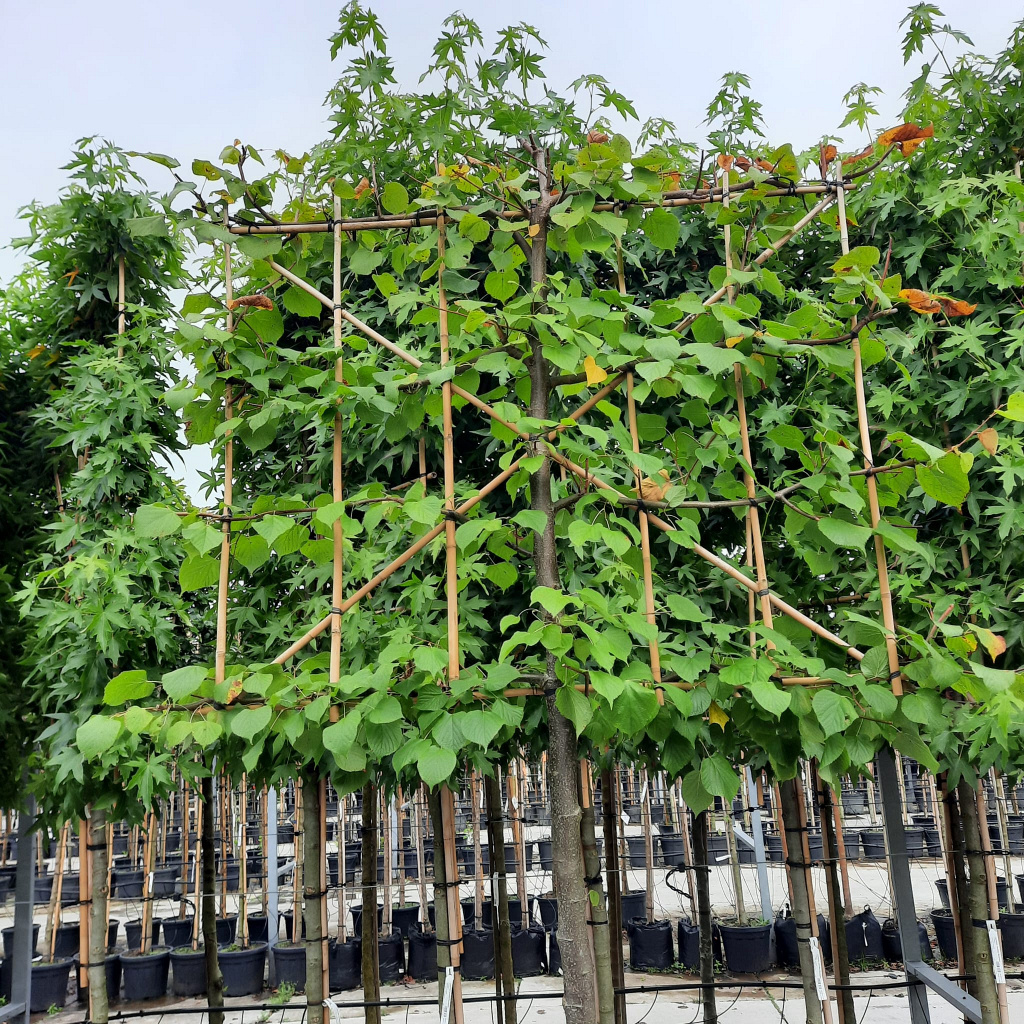 Planta