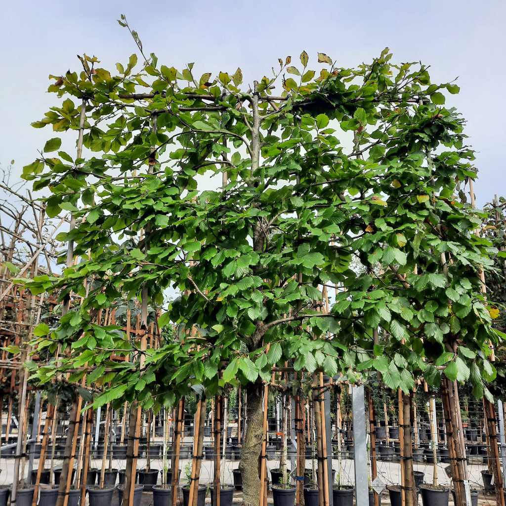 Planta