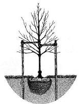 Planta