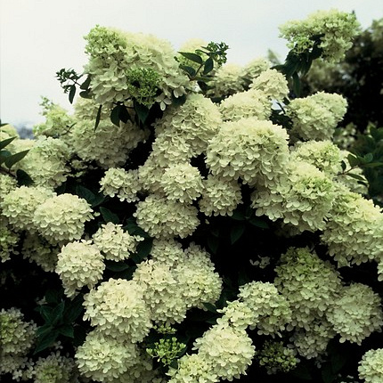 Planta