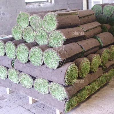 Planta