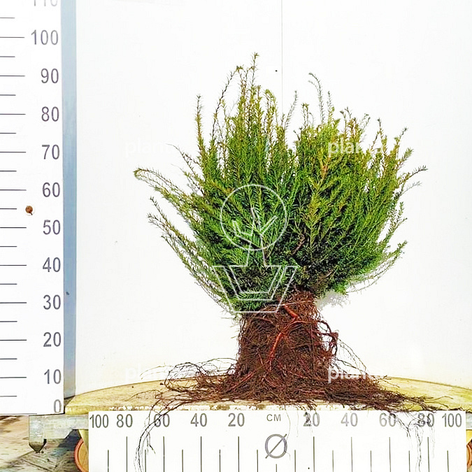 Planta