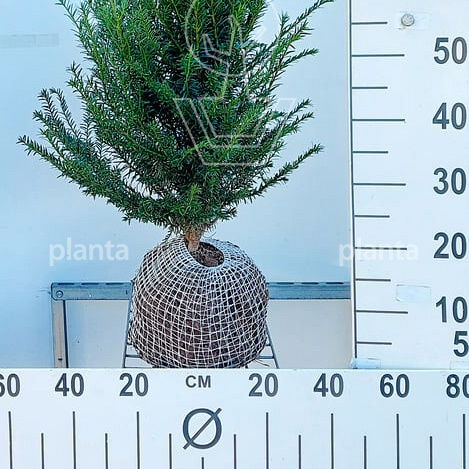 Planta