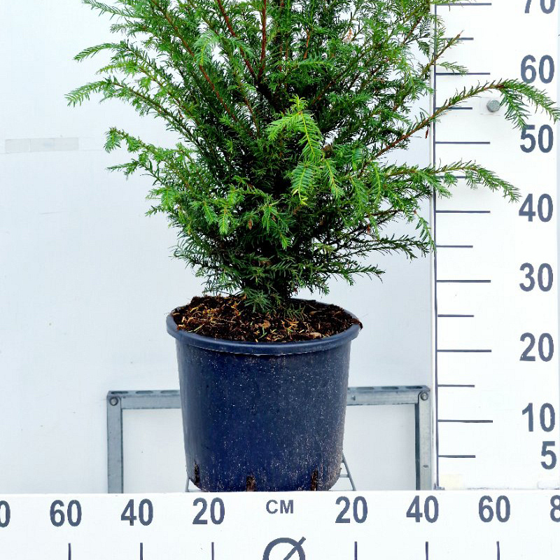 Planta