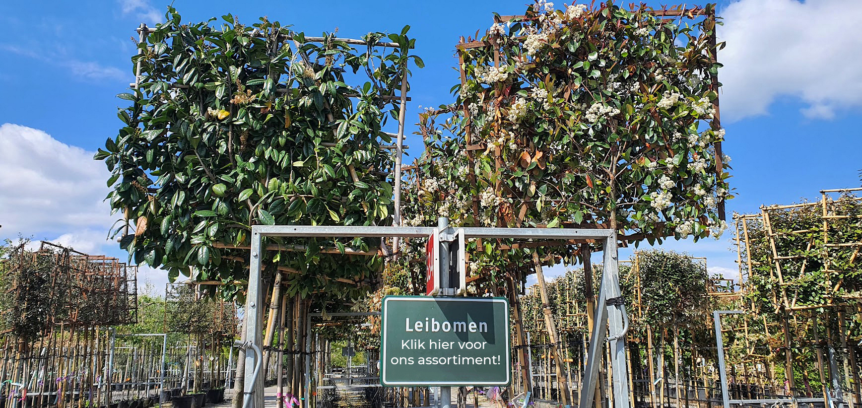 Bekijk hier het assortiment leibomen bij planta!