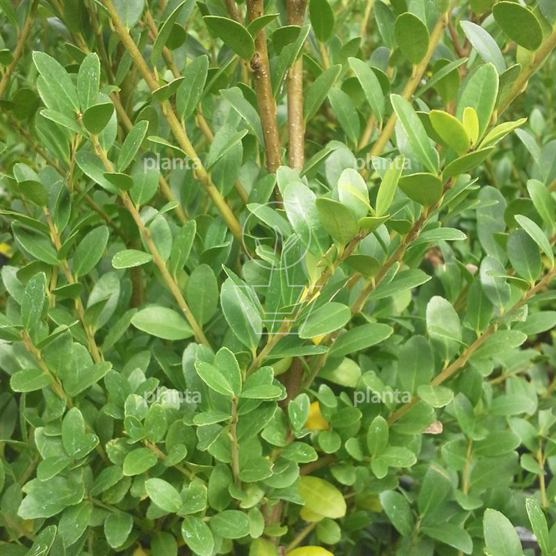 Ilex crenata 'Dark Green'