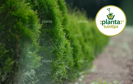 Tuintips Losse Haagplanten