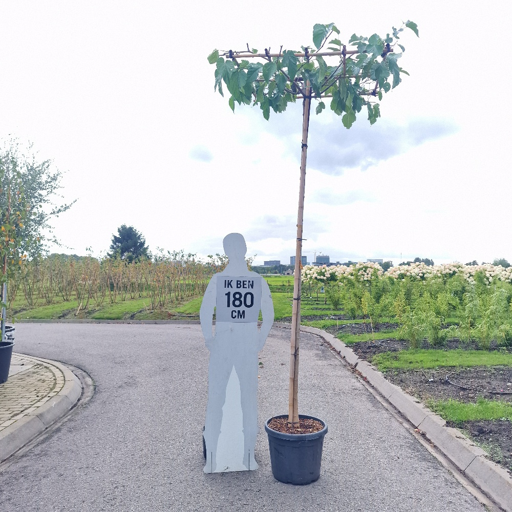 Morus alba 'Fruitless'