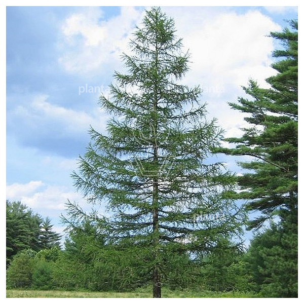 Larix decidua (Europese lariks)