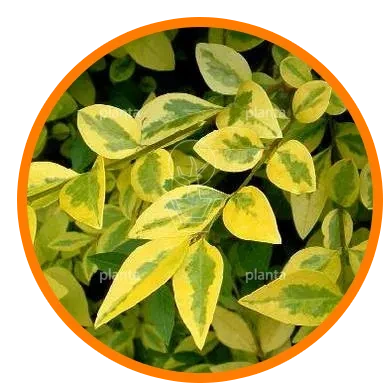 Planta