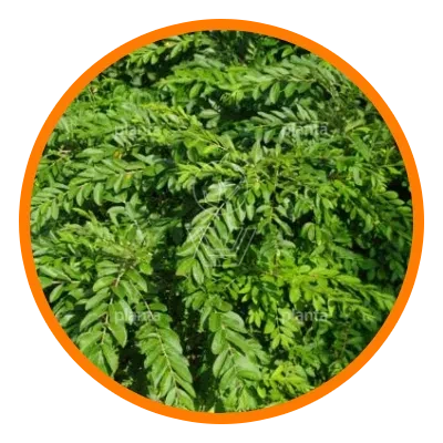 Planta