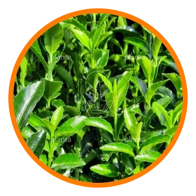 Planta
