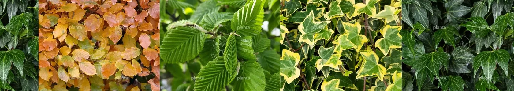 Planta