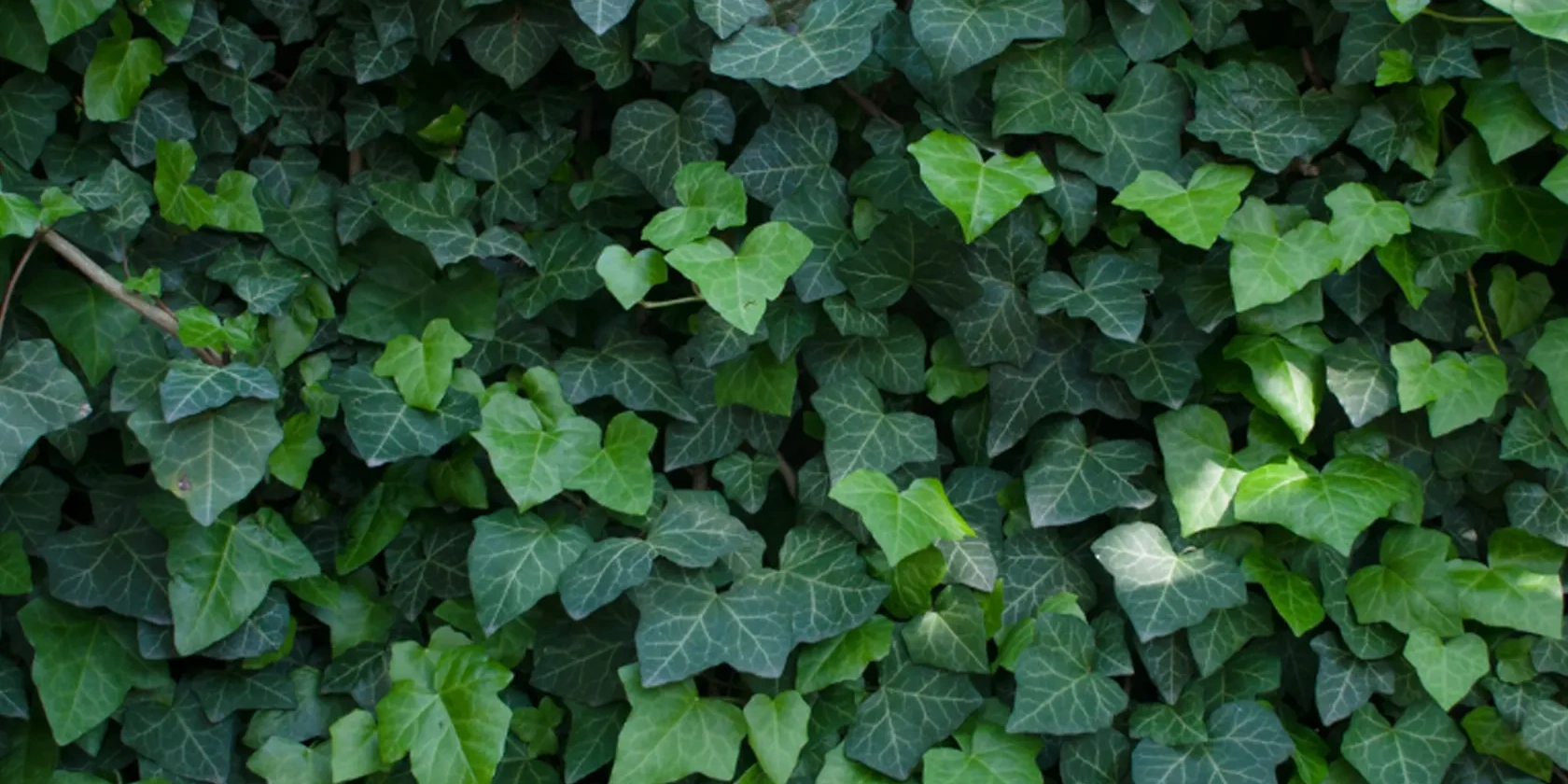 Planta
