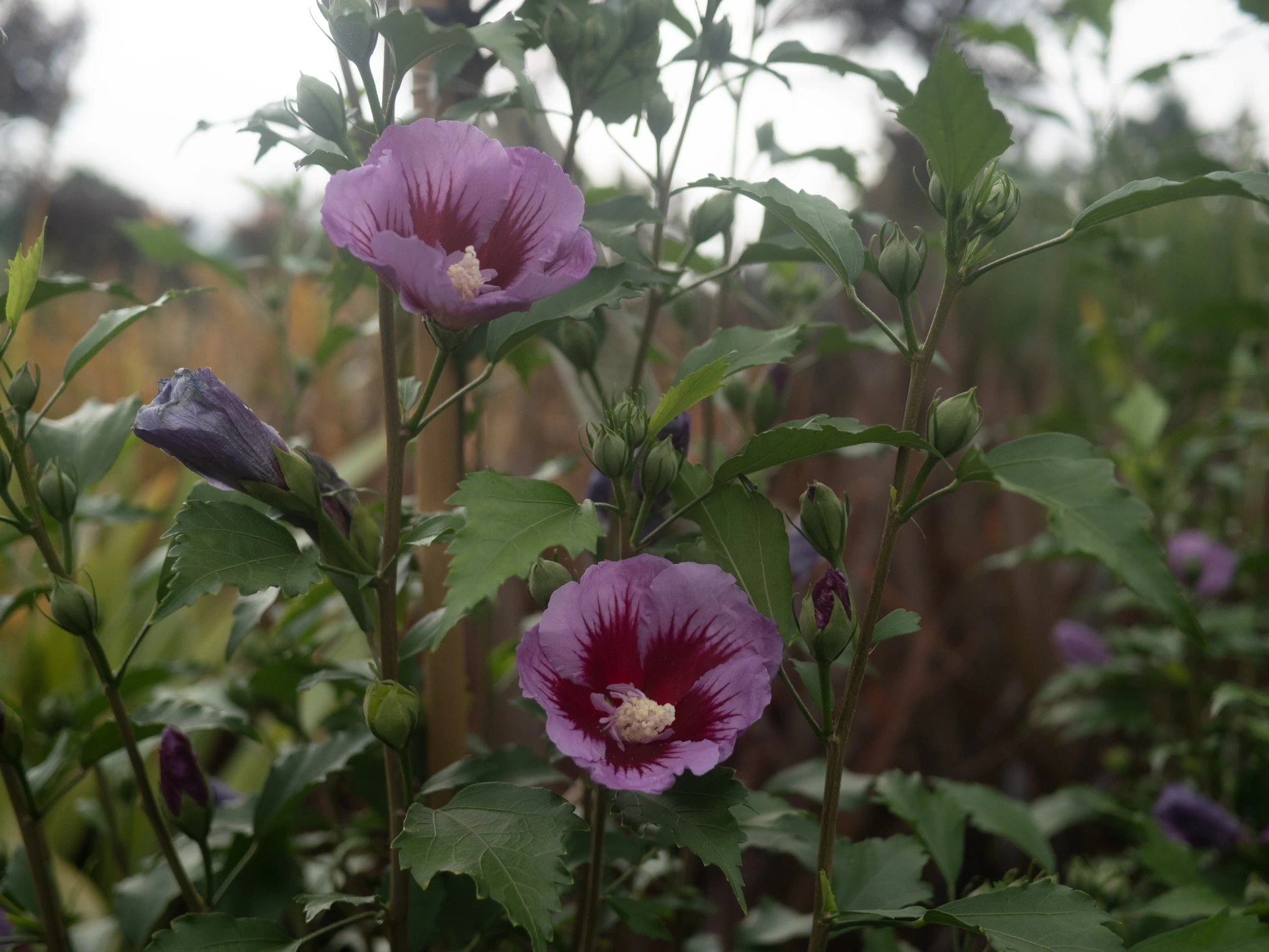 Hibiscus sinensis 'Flower Tower Purple'
