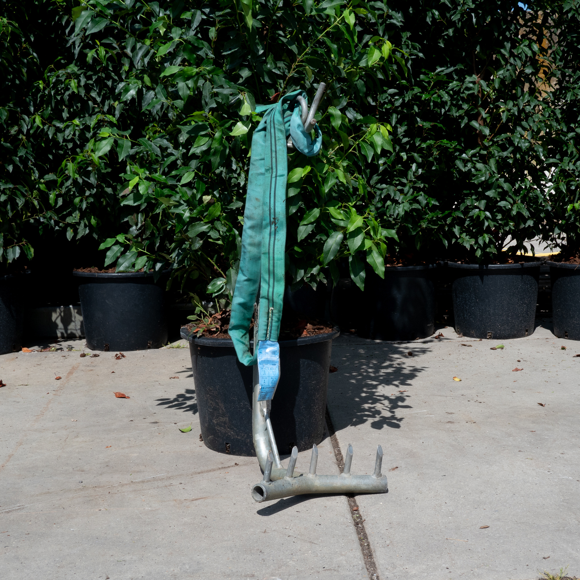 Planta