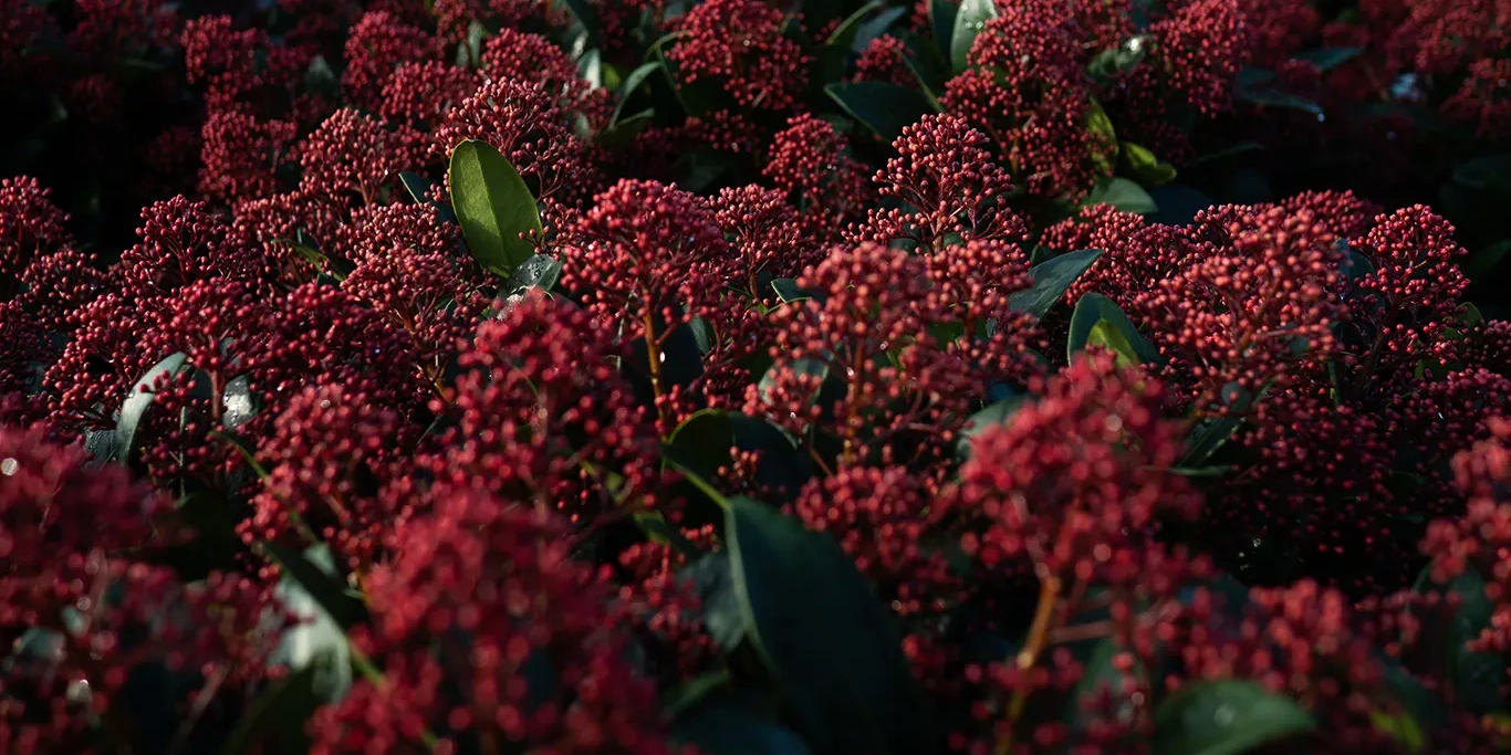 Skimmia j. 'Rubella'