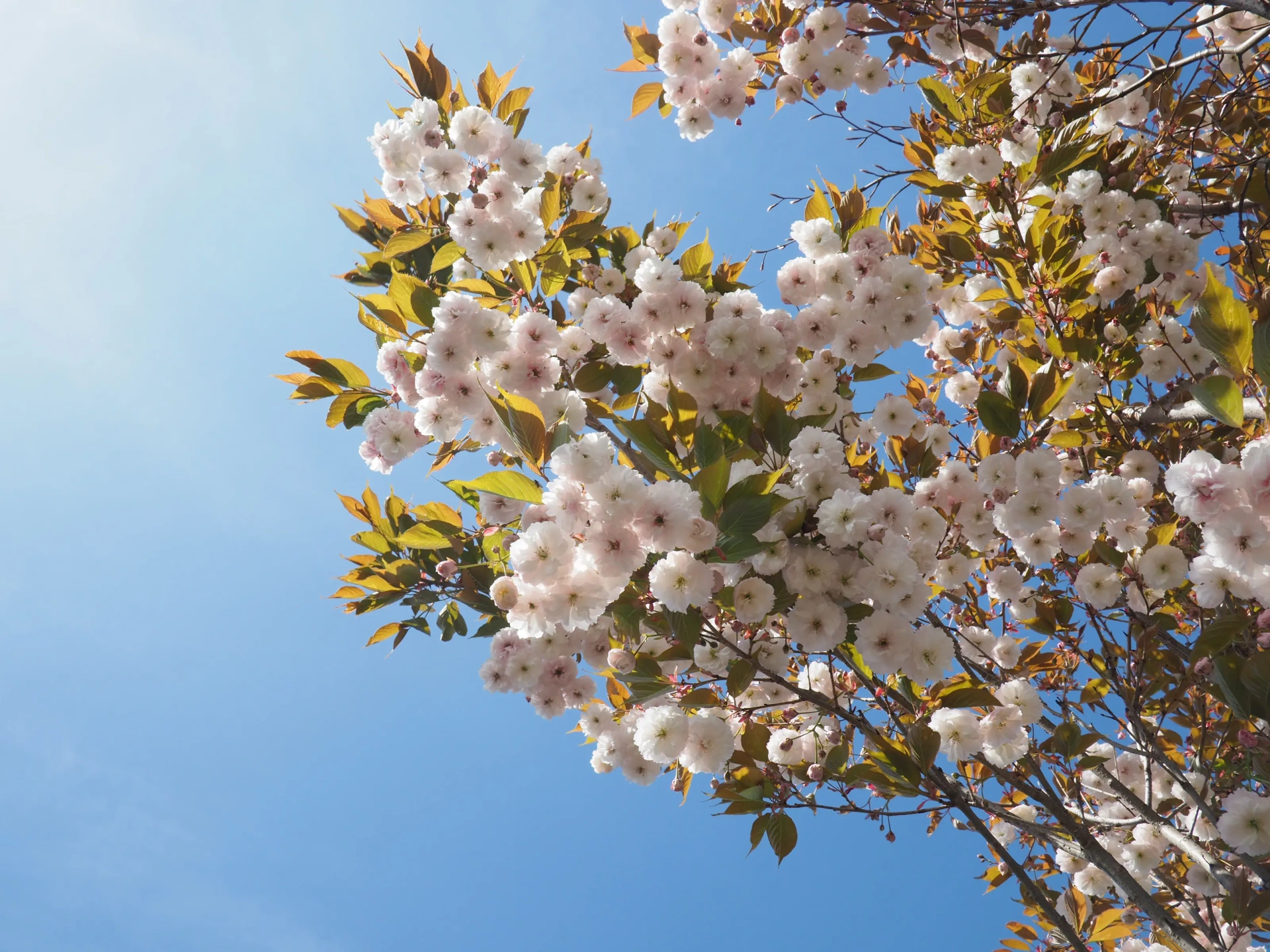 Prunus the bride in de Bilt