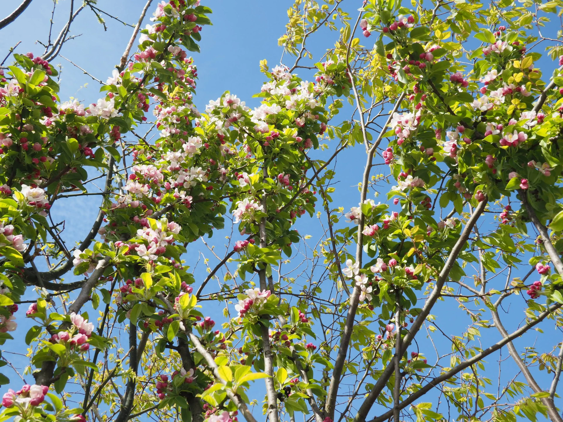 Malus evereste in de Bilt
